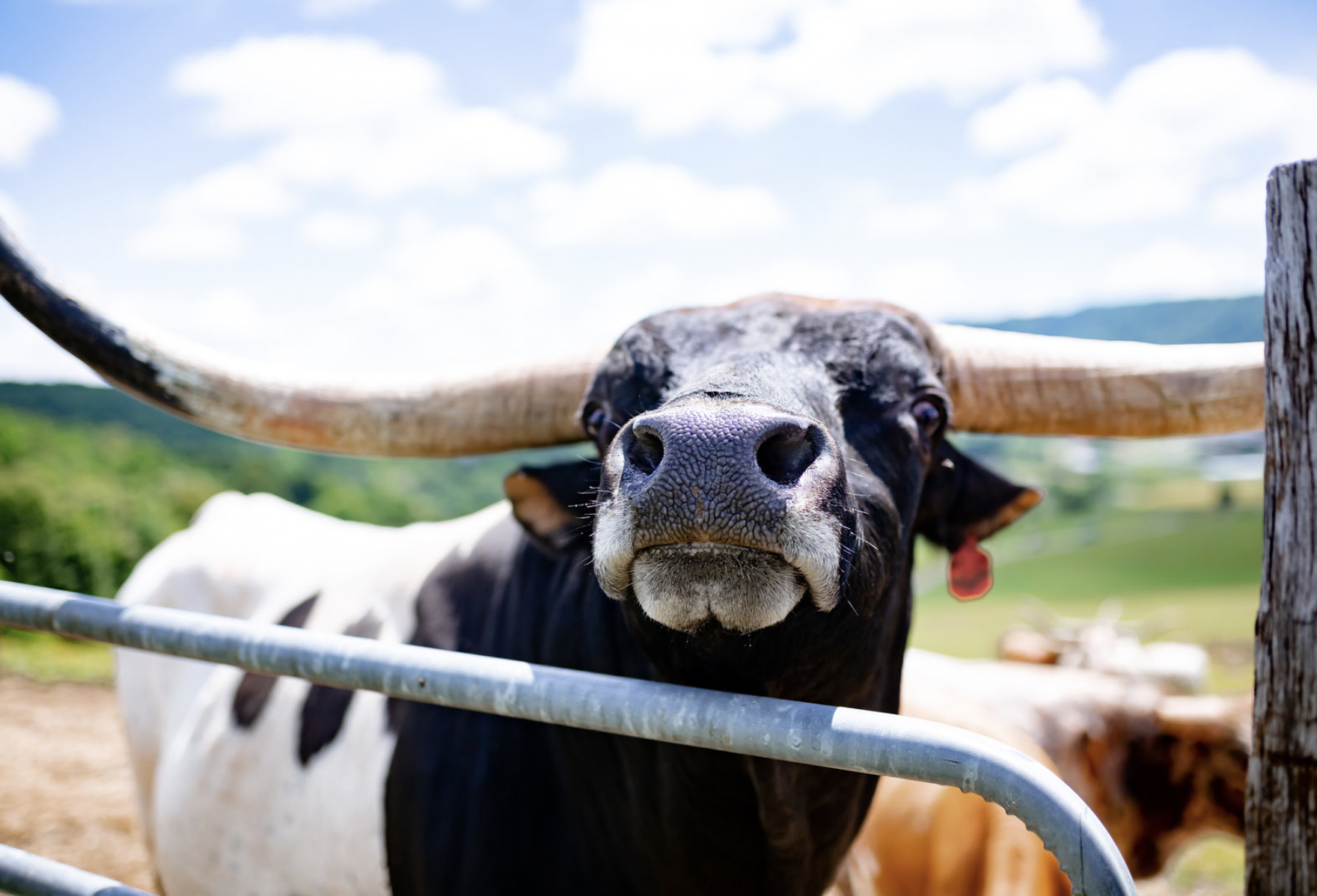 Bull with cows in the pasture at 4 Corners Ranch