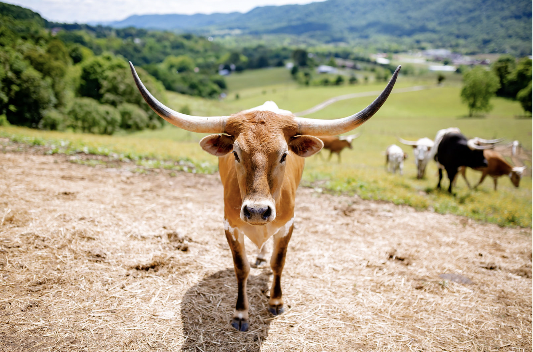 Beautiful pasture landscape at 4 Corners Ranch
