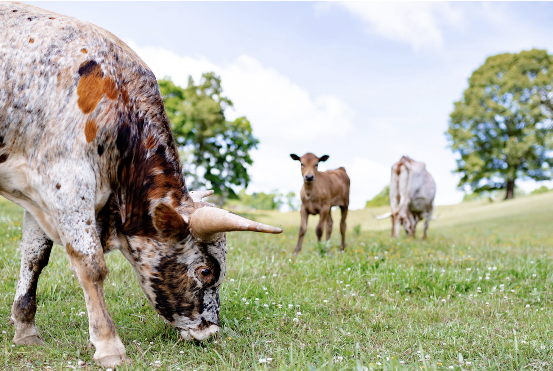 Rancher with longhorn cattle at 4 Corners Ranch