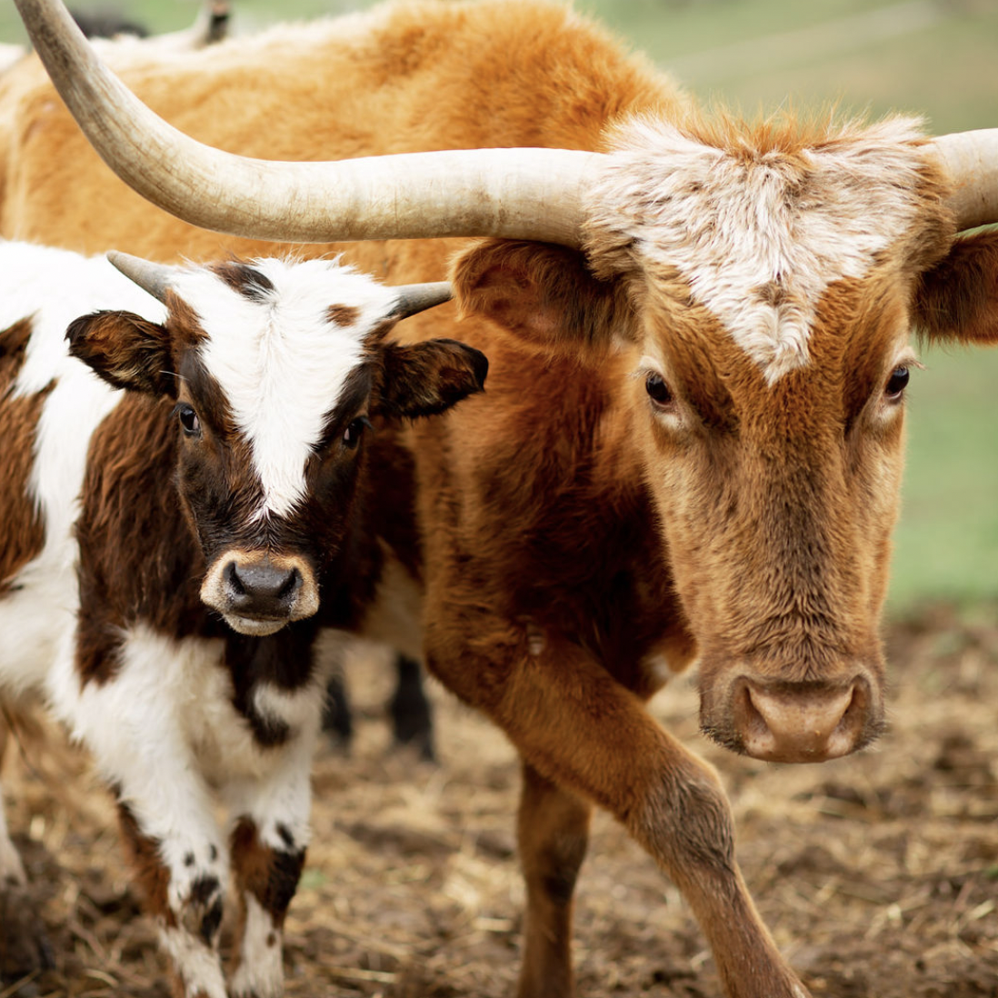 cattle in field