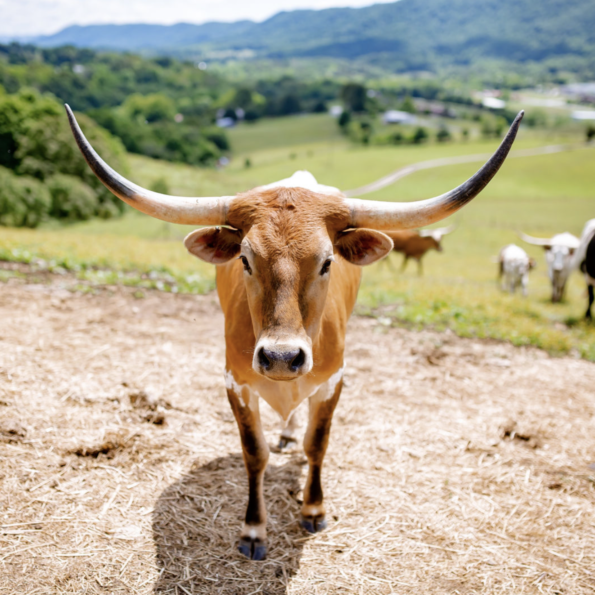 farmlife